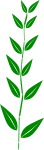 Bamboo,leaf